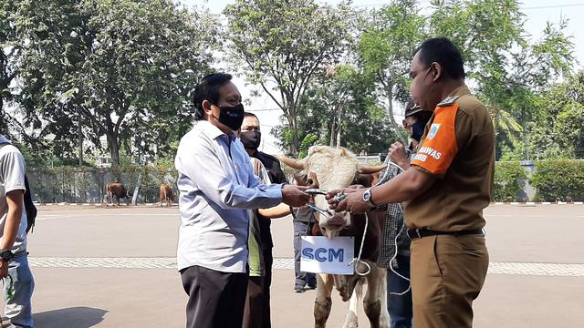 Direktur SCM Imam Sudjarwo menyerahkan seekor sapi kepada Camat Kebon Jeruk Saumun. (Istimewa)