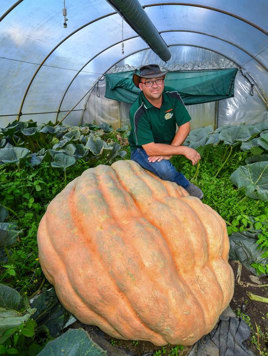 Oliver Langheim menjuluki labu miliknya "Kuerbis-Olli" di Fuerstenwalde, Jerman, Kamis (21/9). Menurut Oliver labu raksasanya ini bobot bertambah sekitar 4-5 kilogram per hari. (AFP PHOTO / Patrick Pleul)
