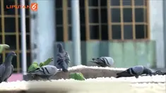 Ia ikhlas habiskan gajinya untuk memberi makan burung-burung kesayangannya tersebut.