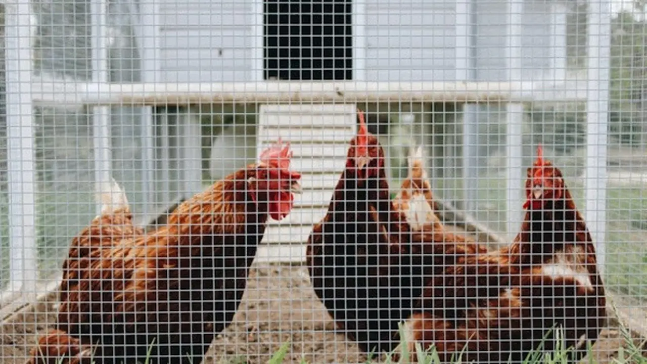 Cara Membuat Kandang Ayam Mini dari Ember Cat/Photo by The Brewers on Unsplash