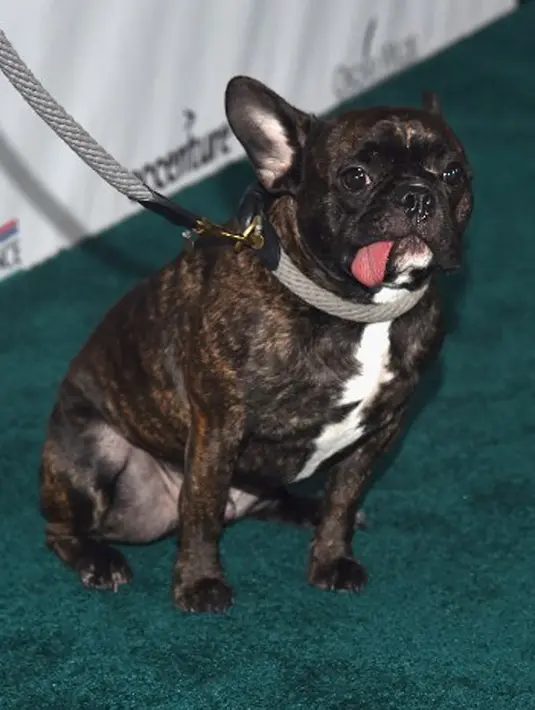 Selalu ikut bersama Carrie, Gary pun menjadi seekor anjing yang terkenal. Bahkan ia memiliki akun Twitter yang dioperasikan oleh seseorang. (AFP/Bintang.com)