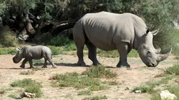 Seekor induk badak putih bernama Lima berjalan dengan bayinya di Cagar Afrika Sigean (Aude), di Prancis, 21 September 2018. Bayi badak putih jantan seberat 50 kg itu lahir setelah delapan belas bulan kehamilan. (AFP / RAYMOND ROIG)