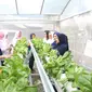 Kampung Hijau Kemuning menerapkan pengembangan dan budi daya tanaman hidroponik.