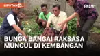 Viral Kemunculan Bunga Bangkai Raksasa di Kembangan