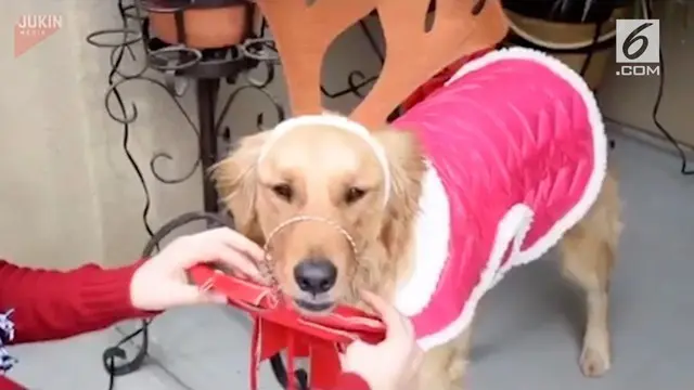 Missy, seekor anjing jenis golden retriever antusias merayakan Natal. Buktinya ia bersemangat saat didandani dengan kostum rusa kutub.