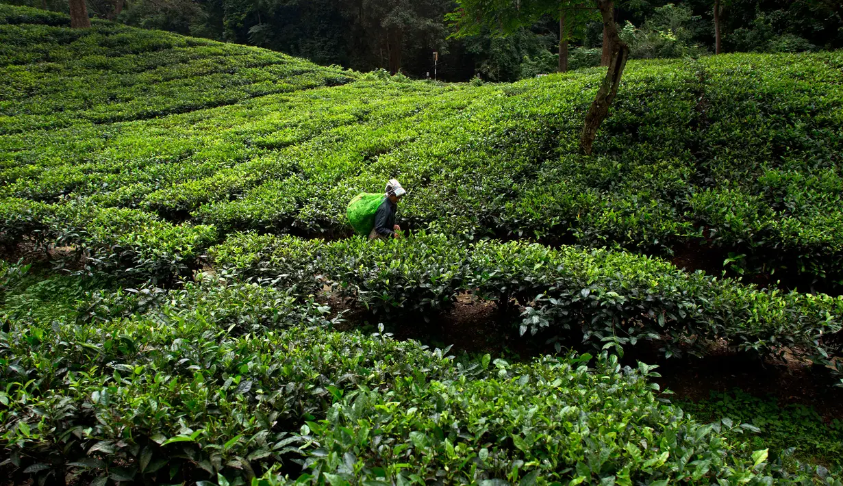 Seorang pekerja wanita memetik daun teh di kebun teh di Kaziranga, di negara bagian Assam di India timur laut, (11/10). Assam memproduksi lebih dari 50 persen tanaman teh di India. (AP Photo/Anupam Nath)