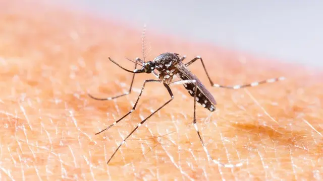 Perkenalkan: Wolbachia, Harapan Baru untuk Memberantas Dengue