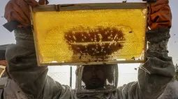 Seorang peternak lebah Palestina mengumpulkan madu dari sarang lebah di sebuah peternakan lebah selama musim panen tahunan di Khan Yunis di Jalur Gaza selatan pada 9 Mei 2022. Beberapa peternak juga memanfaatkan lebah untuk terapi kesehatan melalui sengatannya. (SAID KHATIB / AFP)