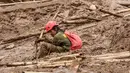 Sebagai informasi, bencana longsor terjadi di Kampung Pasir Kuning, Desa Pasirlangu, Kecamatan Cisarua, Kabupaten Bandung Barat pada Sabtu (24/1/2026) dini hari. Tampak dalam foto, seorang petugas penyelamat beristirahat saat mereka mencari korban yang terkubur longsor di Desa Pasirlangu, Bandung, Jawa Barat, pada Senin 26 Januari 2026. (Timur Matahari/AFP)
