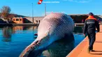 Selebaran foto pada 20 Januari 2021 menunjukkan bangkai paus berukuran besar di pelabuhan Sorrento sebelum diderek menuju pelabuhan Napoli, Italia. Mamalia yang mati itu terlihat di laut pada Minggu, 17 Januari 2021 dekat tujuan wisata populer Sorrento oleh penjaga pantai. (HO/GUARDIA COSTIERA/AFP)