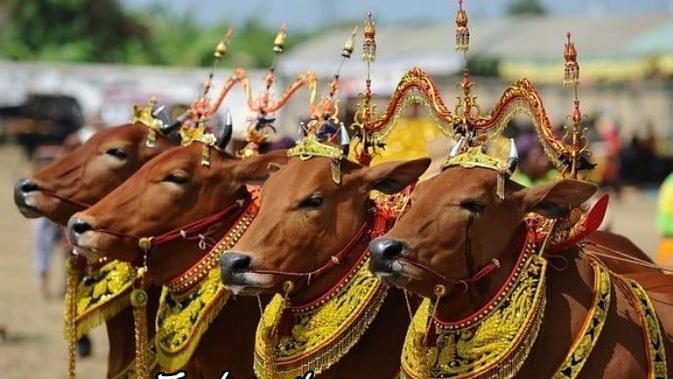6 Tradisi Iduladha Unik di Berbagai Daerah di Indonesia - Vimarsana News