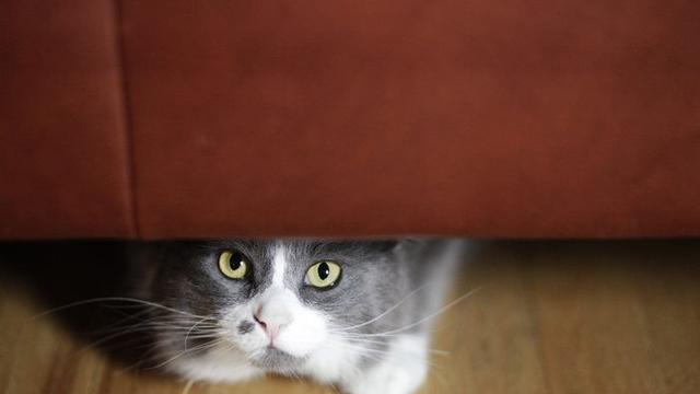 8 Tanda Kucing Diam-Diam Sedang Marah pada Kamu