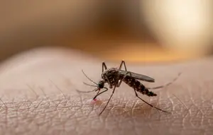 Cara Mengurangi Risiko Nyamuk Berkembang Biak di Pekarangan Saat Musim Hujan