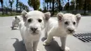 Bayi singa putih kembar tiga bermain di luar ruangan di Nantong Forest Safari Park di Kota Nantong, Provinsi Jiangsu, China, 23 April 2020. Bayi-bayi berusia hampir dua bulan itu memulai debut mereka di Nantong Forest dan mereka secara resmi akan bertemu wisatawan pada 1 Mei. (Xinhua/Xu Congjun)