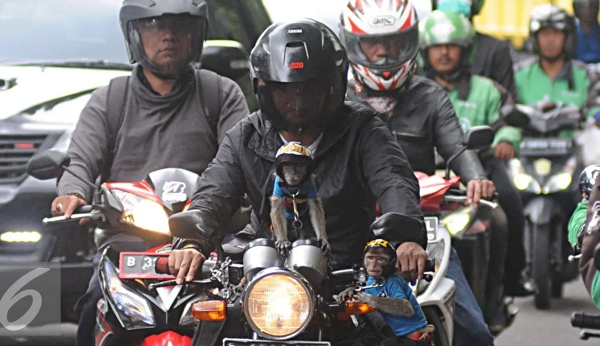 Seorang warga mengendarai motor bersama dua ekor monyet peliharaanya di kawasan Senayan, Jakarta, Kamis (1/12). Kemampuannya beradaptasi membuat monyet ekor panjang terbiasa dengan kehadiran manusia sehingga banyak dipelihara. (Liputan6.com/Helmi Affandi)
