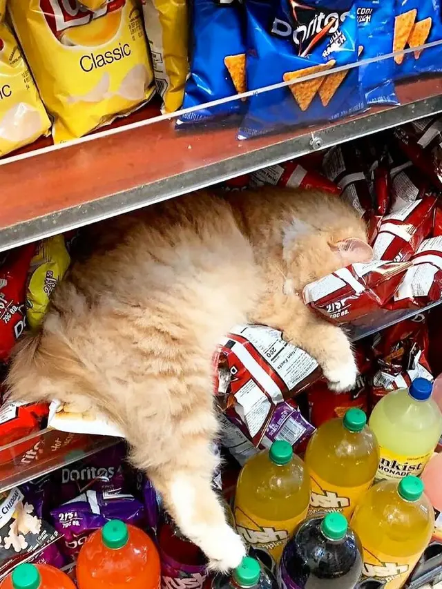 7 Potret Menggemaskan Kucing Toko Kelontong Ini Bakal Cerahkan Harimu