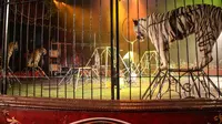 Hewan-hewan sirkus ternyata dilatih menggunakan kekerasan. PETA membuat sebuah video tentang penderitaan hewan tersebut. | via: news.vice.com