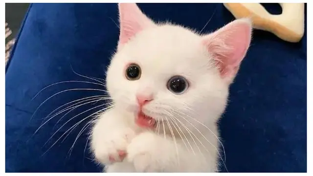 10 Potret Ekspresi Kucing saat Kaget Ini Lucu Banget, Bikin Gemas