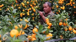Seorang pedagang saat memilih jeruk jenis Kumquat dan Chusa yang di impor dari Cina di Jakarta, Rabu (27/1). Permintaan Jeruk asal Cina tersebut meningkat 100 % menjelang imlek. (Liputan6.com/Angga Yuniar)