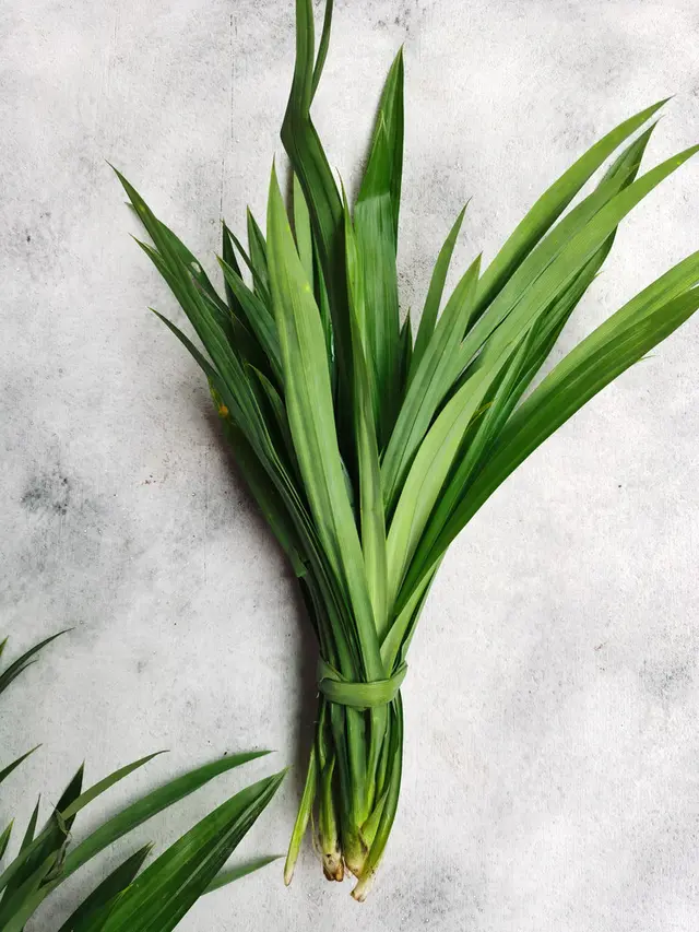 ilustrasi jenis dedaunan yang cocok digunakan untuk olahan masakan/Fendy halim/shutterstock