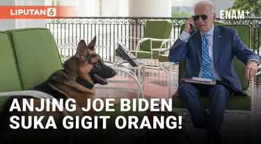 Suka Gigit Orang, Anjing Joe Biden Disingkirkan