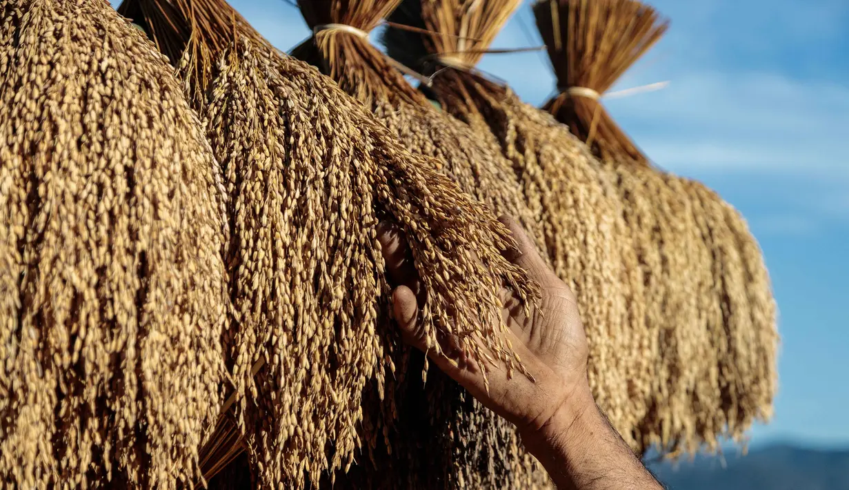 Seren Taun merupakan kearifan lokal sebagai ungkapan rasa syukur kepada Tuhan atas hasil panen yang melimpah. (Aditya AJI/AFP)