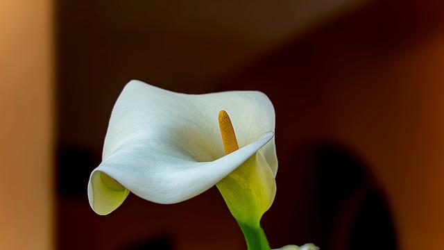 Calla Lily