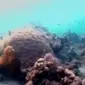 Dinas Pariwisata Maluku sangat mendukung gerakan sejuta terumbu karang, hingga lokasi penyelaman bawah laut yang indah di Manado.