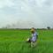 Ilustrasi pertanian organik, sawah, di Afrika (foto: bloomberg.com)