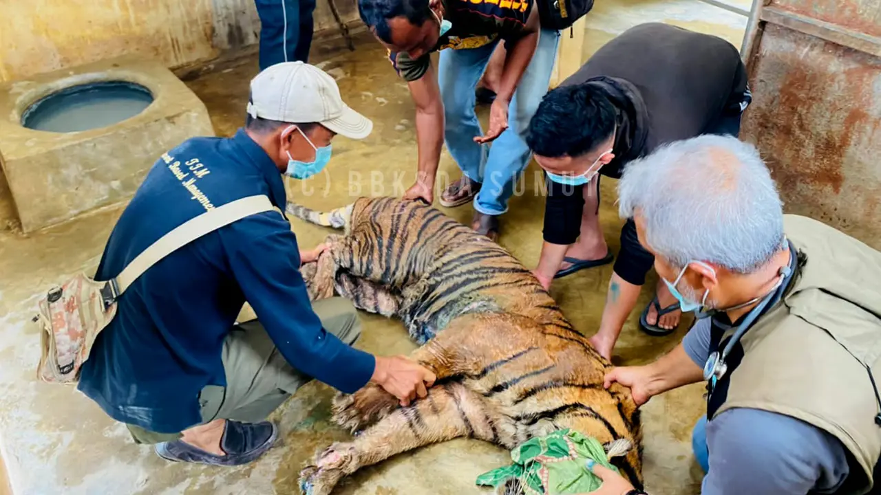 Harimau Sumatera