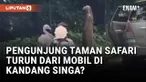 Viral Pengunjung Taman Safari Indonesia Keluar dari Mobil di Area Terlarang