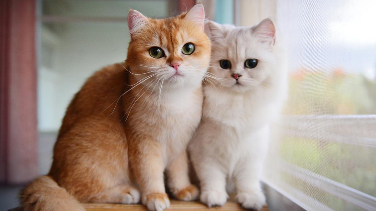5 Ras Kucing Terpopuler yang Tepat Dijadikan Hewan Peliharaan untuk ...