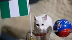 Kucing peramal, Achilles memilih bendera Nigeria saat memprediksi laga penutup Grup D Piala Dunia 2018 antara Nigeria vs Argentina di St. Petersburg, Selasa (26/6). Achilles memilih Nigeria sebagai pemenang dalam laga hidup mati itu. (AP/Dmitri Lovetsky)