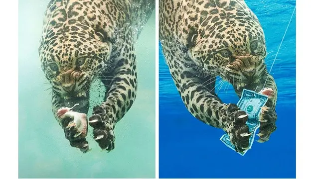 6 Editan Foto Hewan Ini Bikin Gagal Paham, Ada yang Berubah Drastis