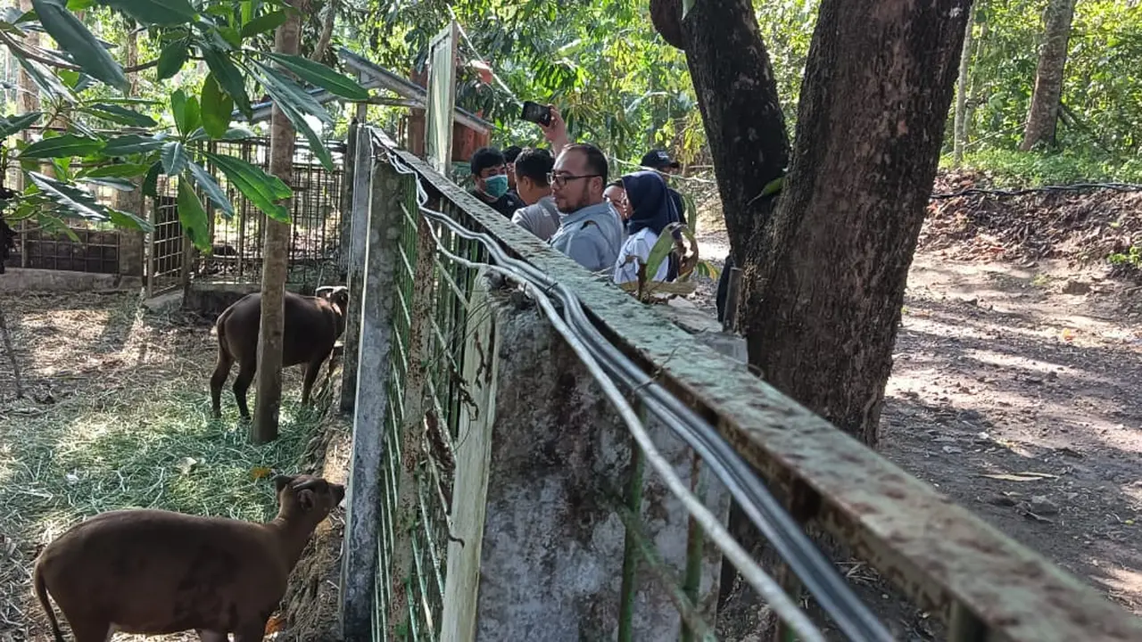 Kunjungan SIEJ Simpul Sulut ke ABC Manado sekaligus mendiskusikan bagaimana upaya pelestarian anoa (Bubalus sp) sebagai hewan endemik Sulawesi. (Foto: Yoseph Ikanubun/Liputan6.com)
