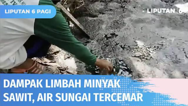 Sungai yang jadi pengairan perkebunan warga di Mesuji, Lampung, berubah jadi hitam pekat dan kekuningan. Diduga tercemar limbah pabrik pengolahan sawit.