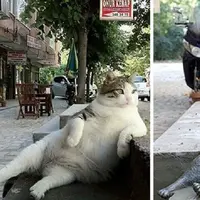  Kucing Gembul Itu Dibuatkan Patung di Istanbul
