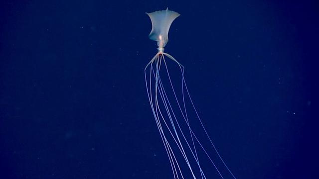 Cumi-cumi Raksasa Langka Terekam di Laut Meksiko (Sumber: NOAA)