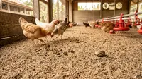 TOP 3 HOT: Bahan Alas Kandang Ayam hingga Desain Rumah dengan Secondary Skin