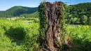 Sisa-sisa hangus batang pohon yang dijadikan alas patung kayu Melania Trump terlihat di lapangan dekat kota Sevnica, Slovenia, Selasa (7/7/2020). Patung yang mendapat tanggapan beragam dari publik itu dibakar oleh pelaku tak dikenal pada 5 Juli 2020, setahun setelah peresmiannya. (Jure Makovec/AFP)