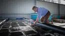 <p>Lobster biru memiliki tubuh yang memanjang dan agak berbeda dengan jenis lobster lainnya. Ruas perut mereka ditutupi oleh membran fleksibel yang memudahkan pergerakan mereka. (Lou BENOIST/AFP)</p>