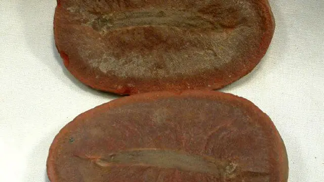 Fosil Lamprey Kuno