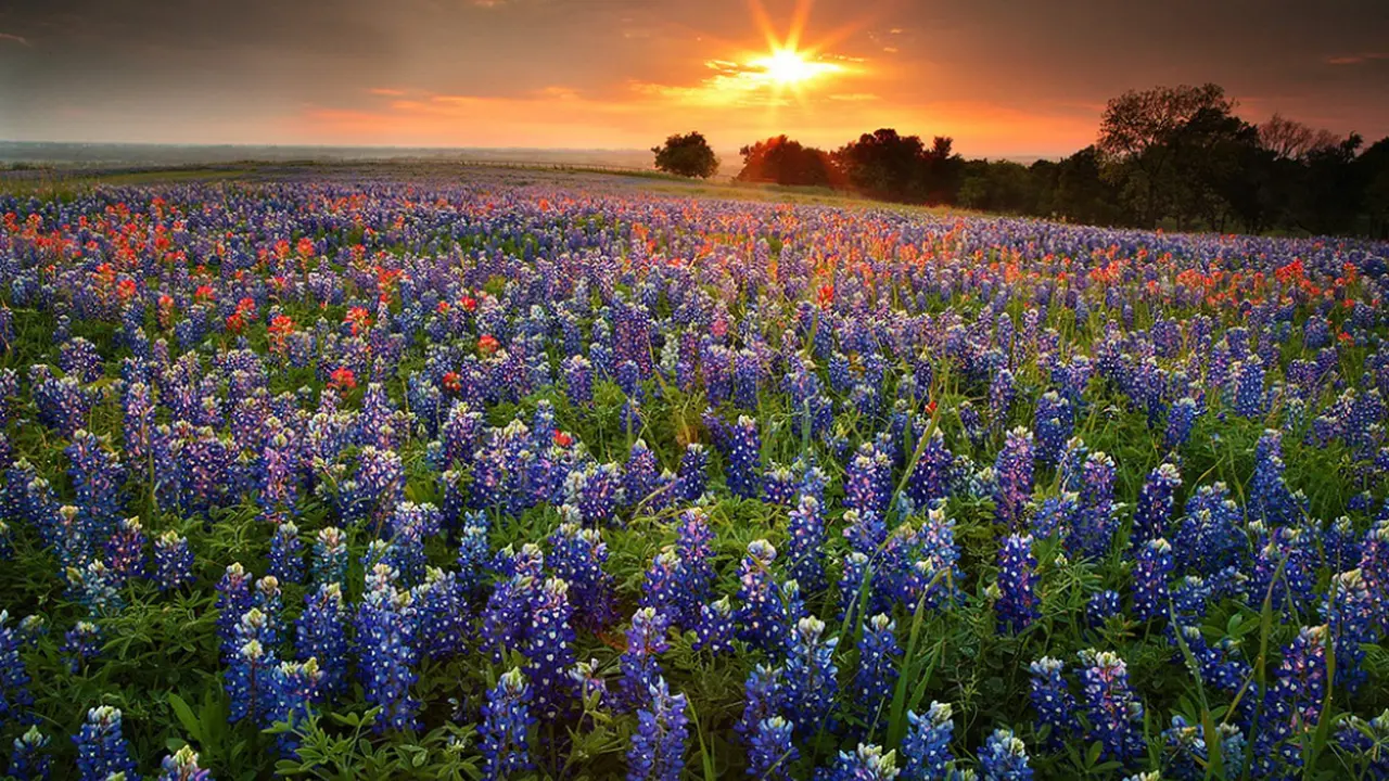 Texas