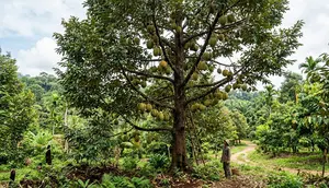 Cara Menanam Durian dari Bibit sampai Panen Melimpah
