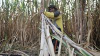 Aktivitas petani tebu di Desa Betet, Pesantren, Kediri, Jatim pada akhir September lalu. Bulog hanya membeli sekitar 100 ribu ton, sehingga sebagian petani terpaksa menjual gula dengan harga di bawah Rp 9.000 per Kg. (Merdeka.com/Iqbal S. Nugroho)