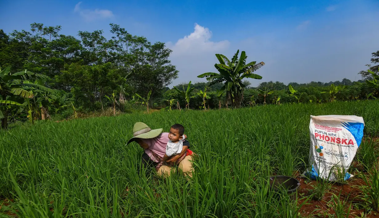 Percepatan penyaluran pupuk bersubsidi ini merupakan komitmen pemerintah untuk memastikan petani bisa secepatnya menggunakan pupuk subsidi. (merdeka.com/Arie Basuki)