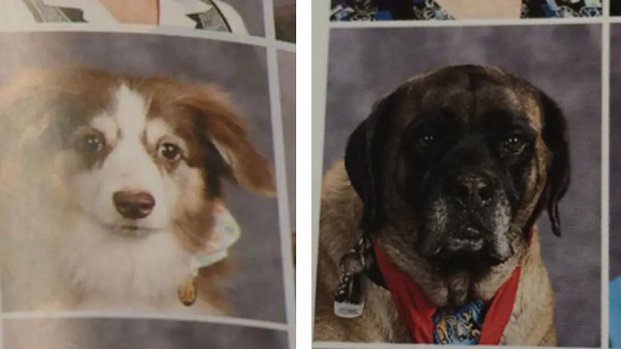 Foto Anjing Pemandu Ditampilkan di Buku Tahunan