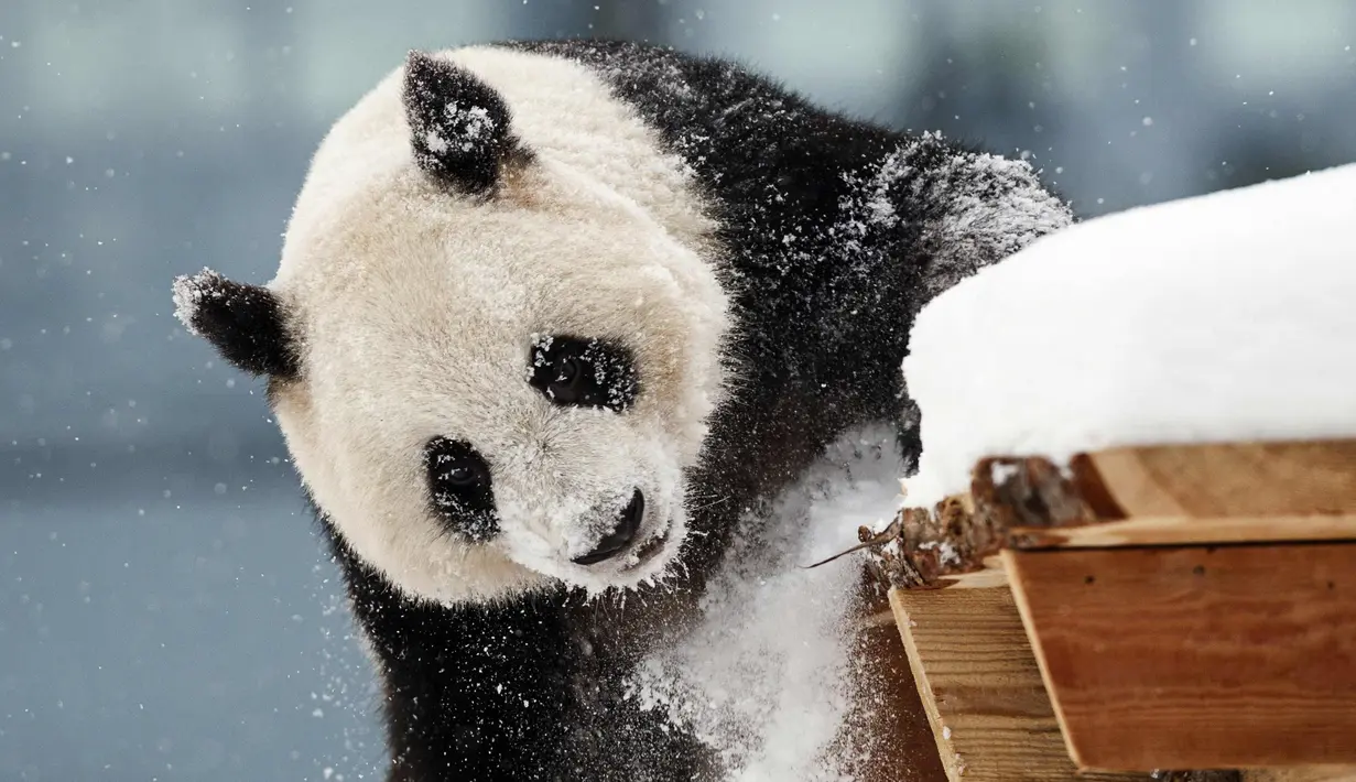 Panda wanita Jin Bao Bao, bernama Lumi dalam bahasa Finlandia bermain salju pada hari pembukaan Resort Snowpanda di Kebun Binatang Ahtari, di Ahtari, Finlandia, (17/2). (Roni Rekomaa / Lehtikuva via AP)