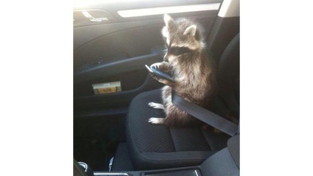 Tak Disangka 7 Potret Tingkah Laku Hewan Ini Seperti dalam Film