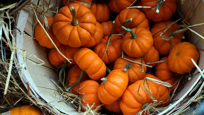 4 Makanan yang Rasanya Jauh Lebih Enak Ketika Bulan Oktober